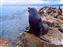 Monterey_Seals_IX.jpg